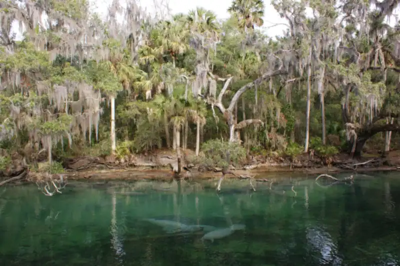 Manatees resting in clear green spring water below moss-draped trees and palms