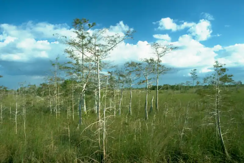 Thin, sparse trees rising from a grassy marsh under a blue sky with white clouds