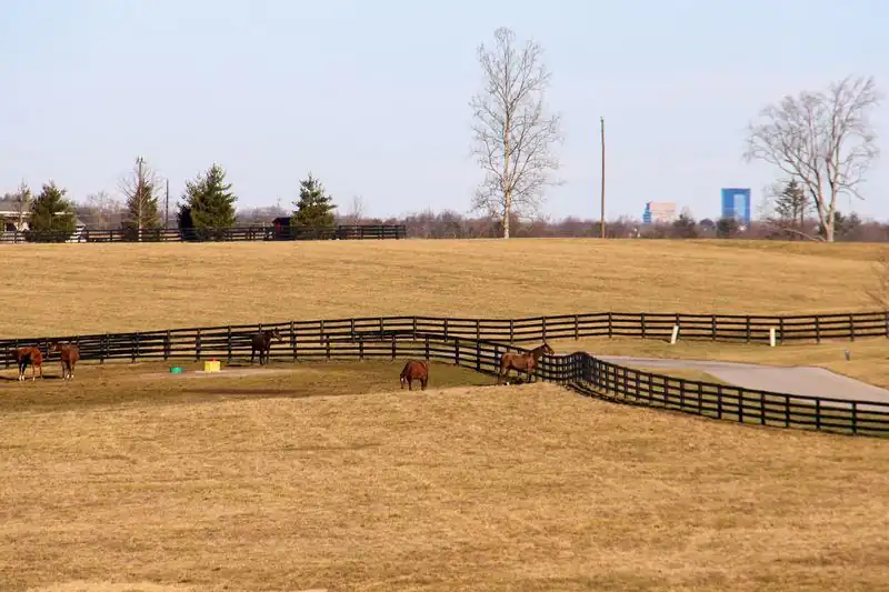 Horses grazing behind black plank fences on a farm, with a tall downtown building in the distance