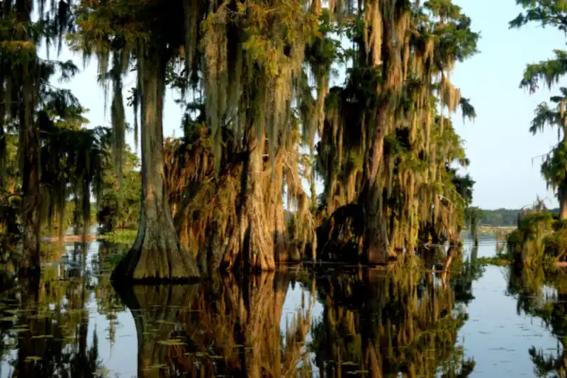 Moss-draped cypress trees reflected in still swamp water