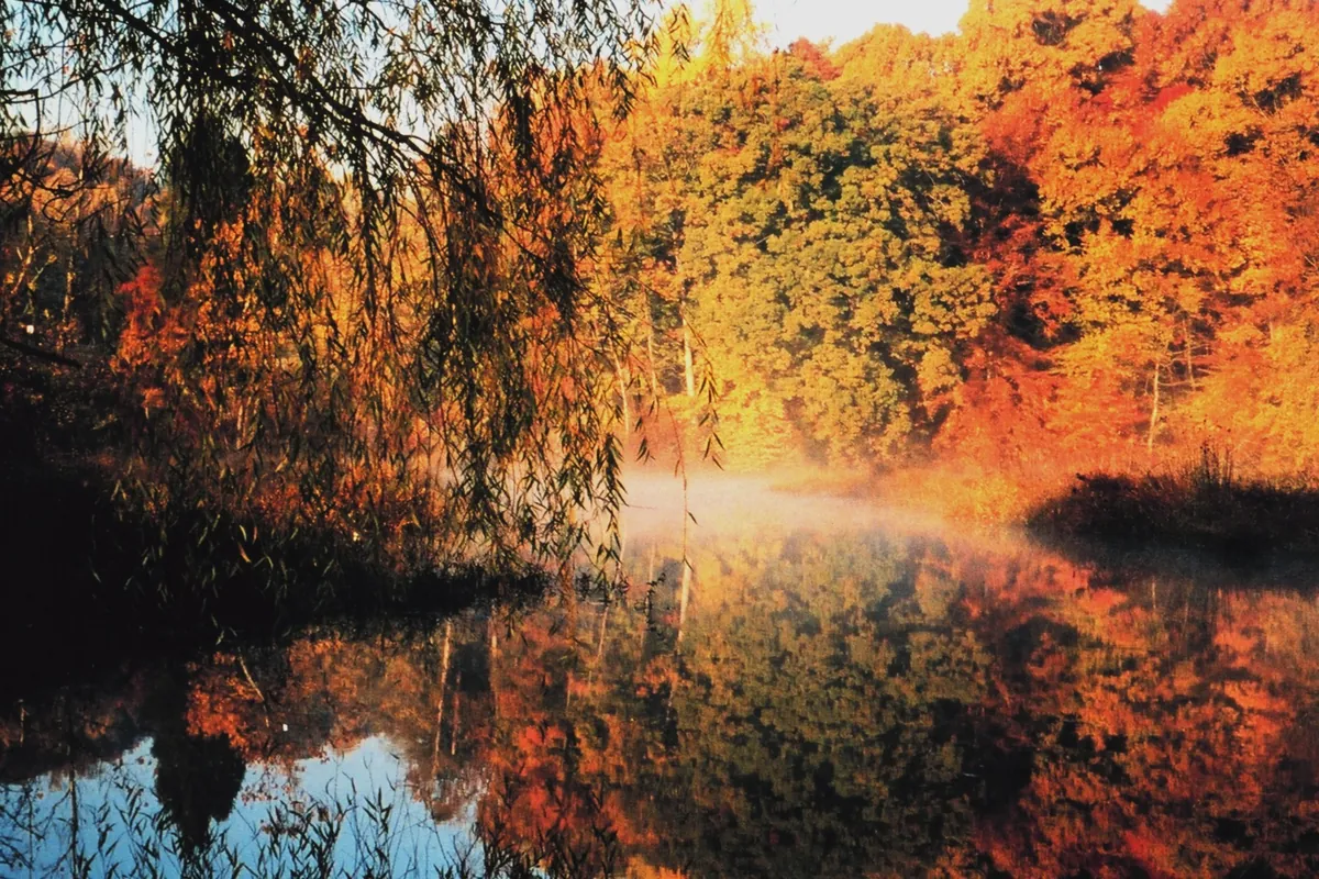 Autumn trees reflected in fog on the Patuxent River in Maryland