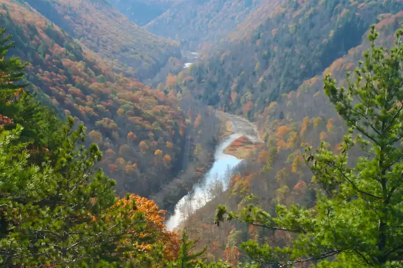 A river winding through a deep wooded gorge covered in orange, gold and green fall color, with pine branches in front