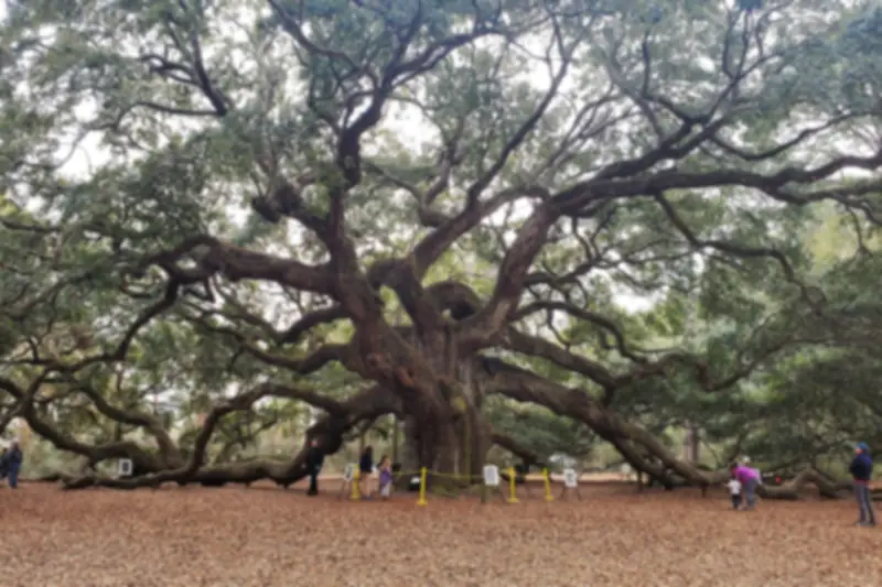 Huge live oak with long sprawling limbs over a sandy clearing, with visitors walking beneath