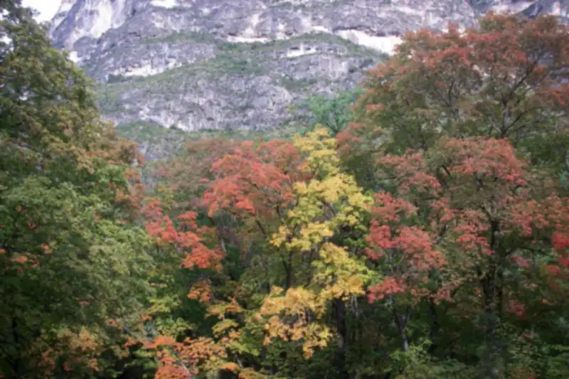 Red, orange and yellow trees below pale canyon cliffs